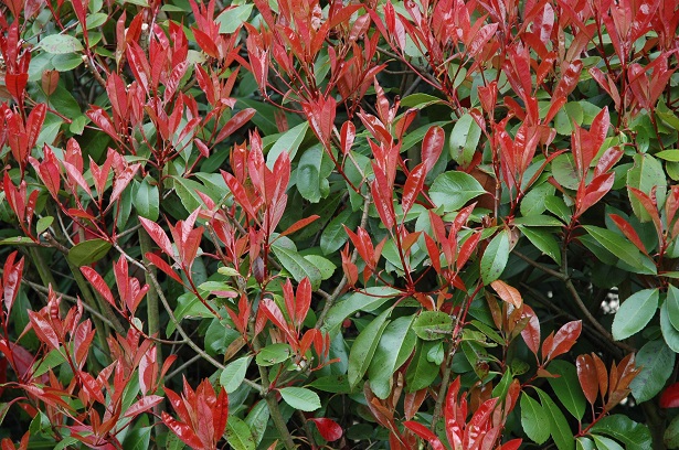 photinia