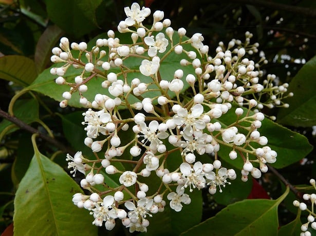 photinia