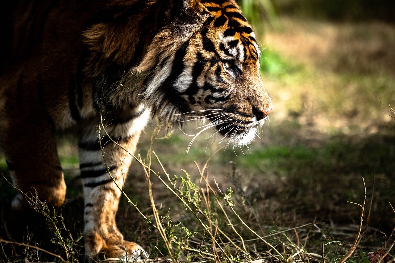 tigre di sumatra durante la caccia