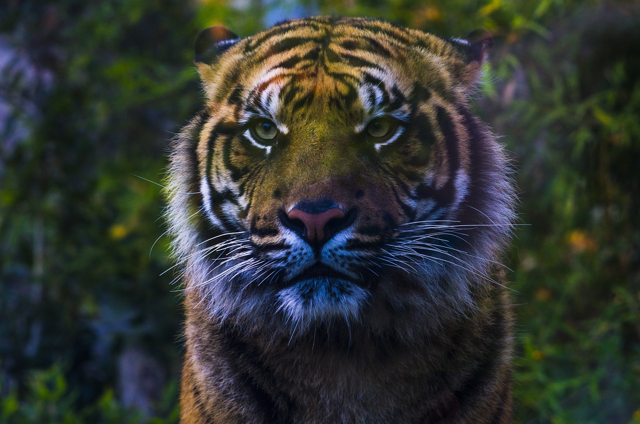 sguardo della tigre di sumatra