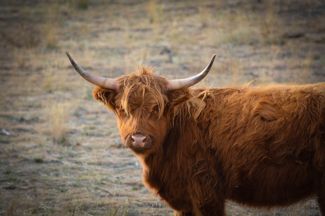 yak che fissa l'obbiettivo