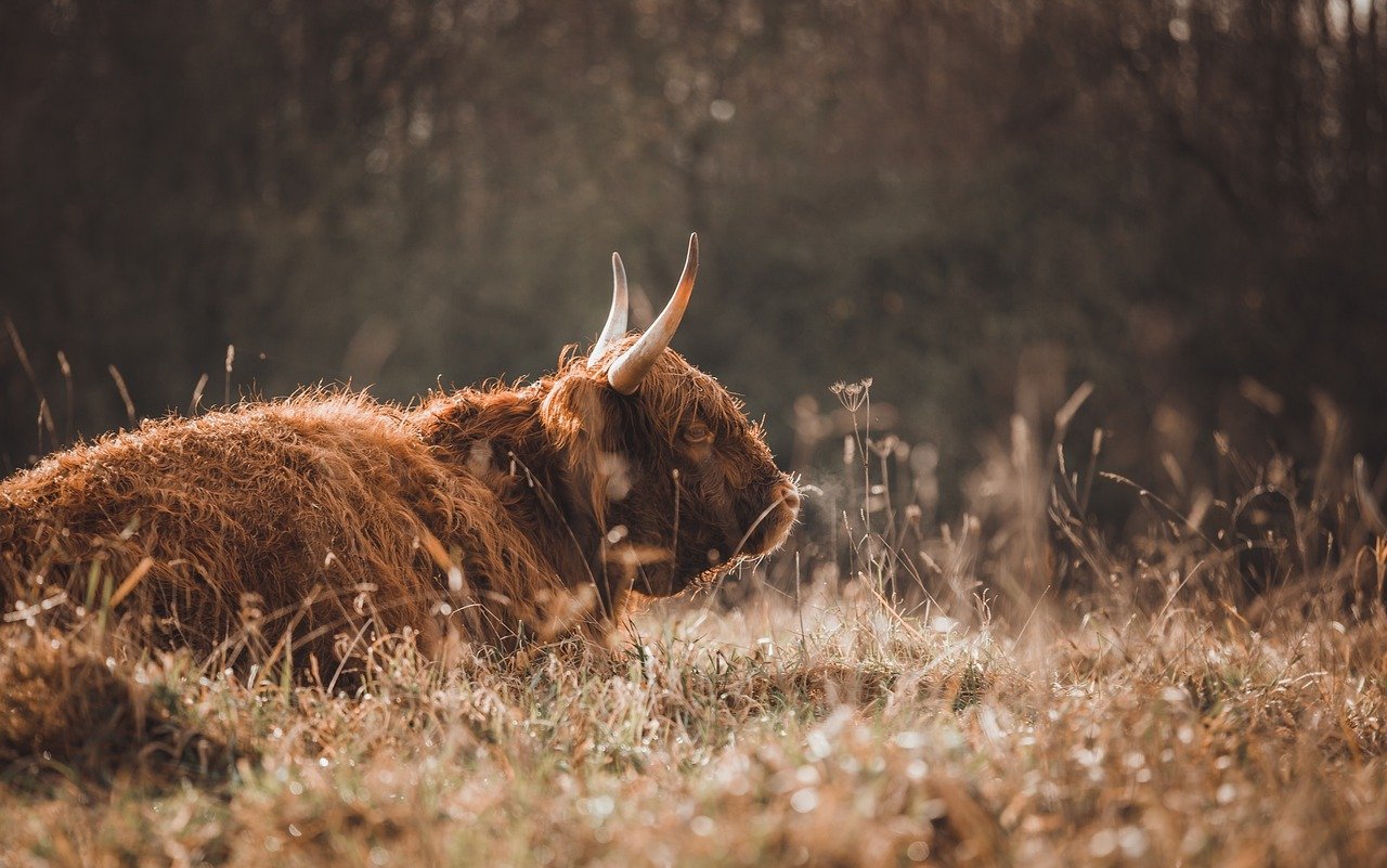 yak