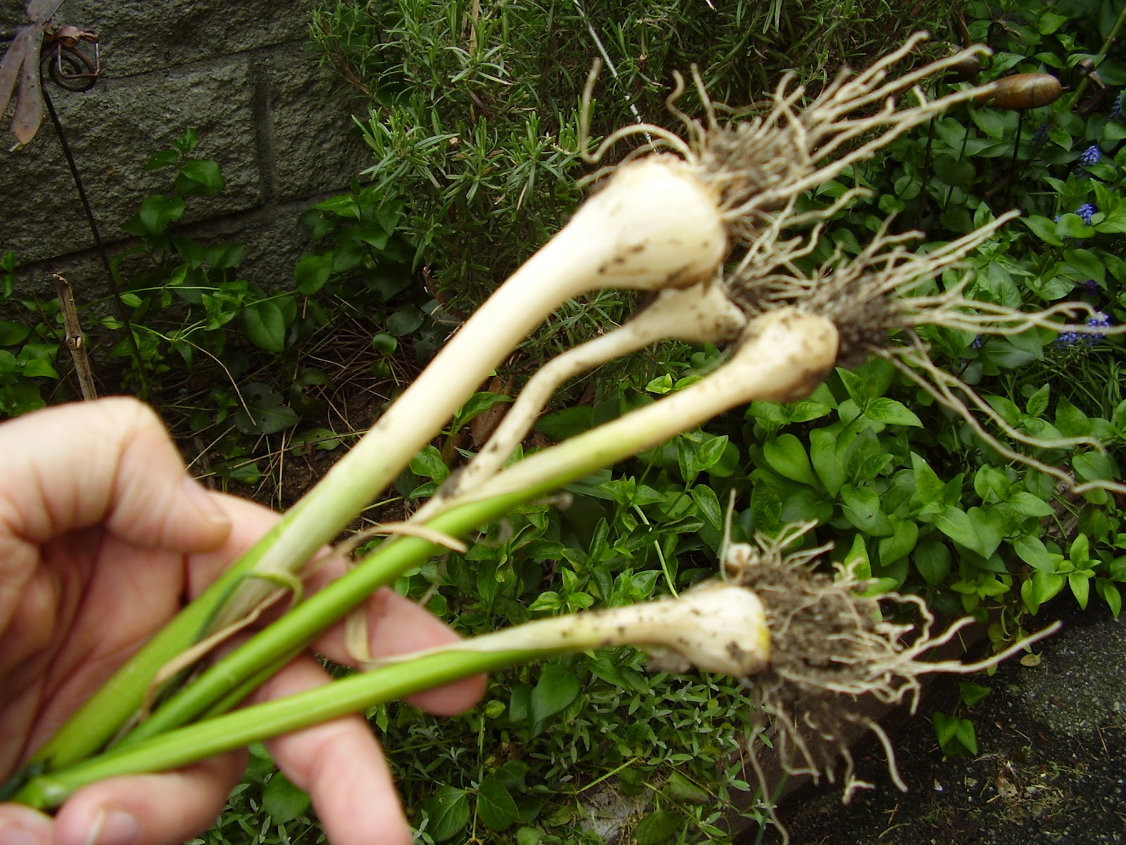 aglio selvatico
