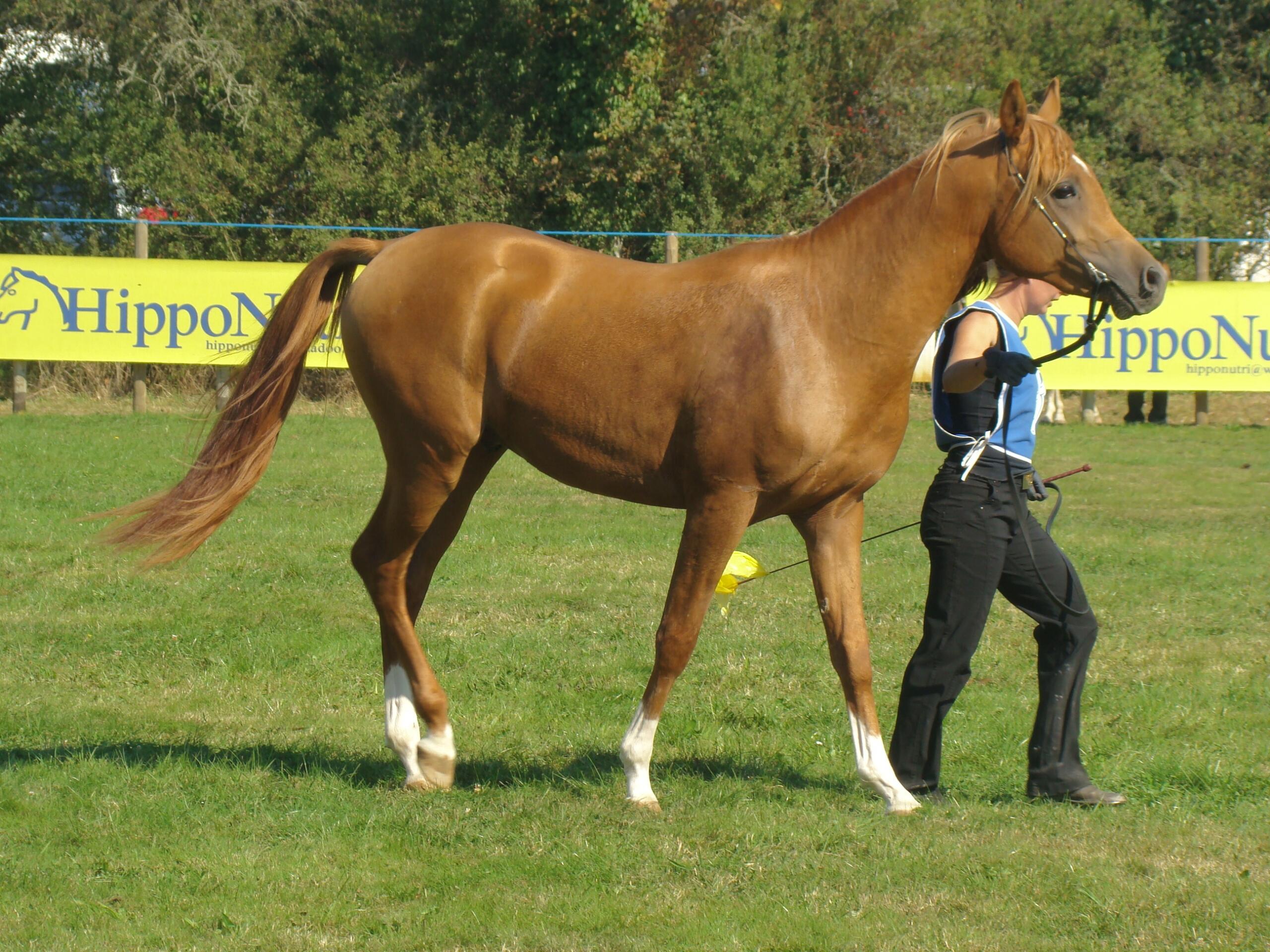 cavallo baio chiaro