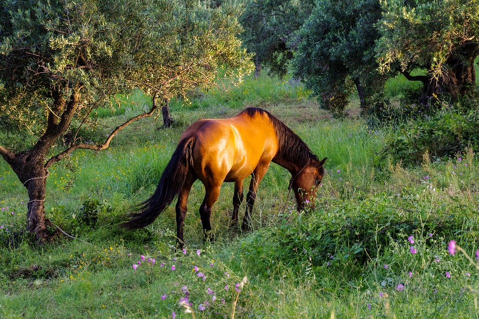 cavallo baio chiaro