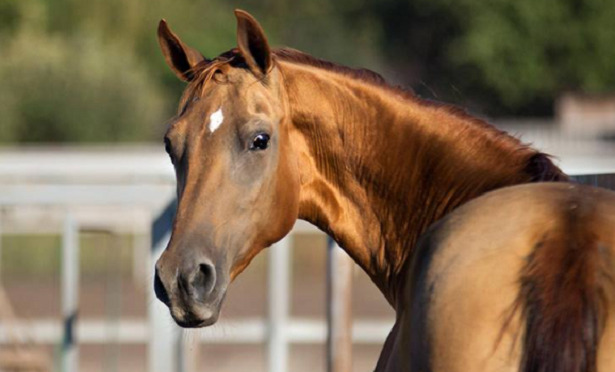 circolare a cavallo
