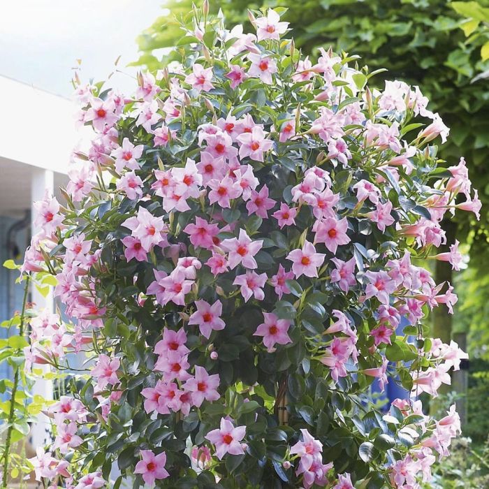dipladenia