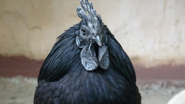 gallina cemani