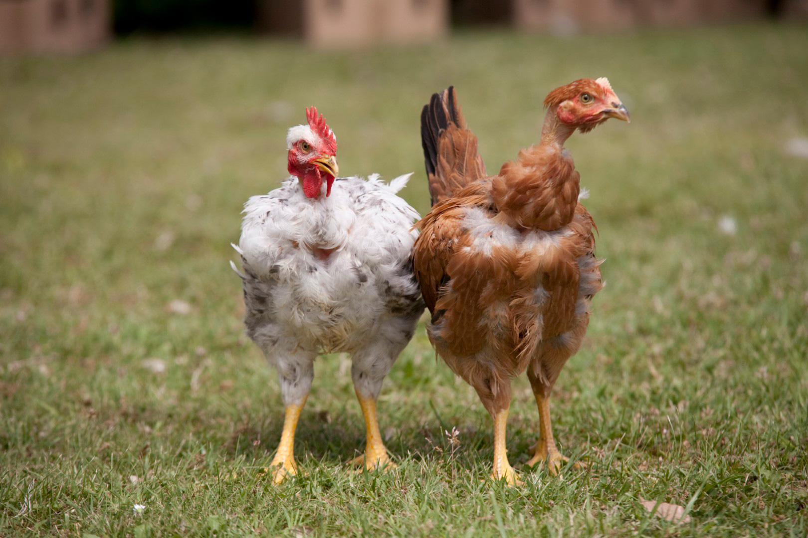 galline collo nudo