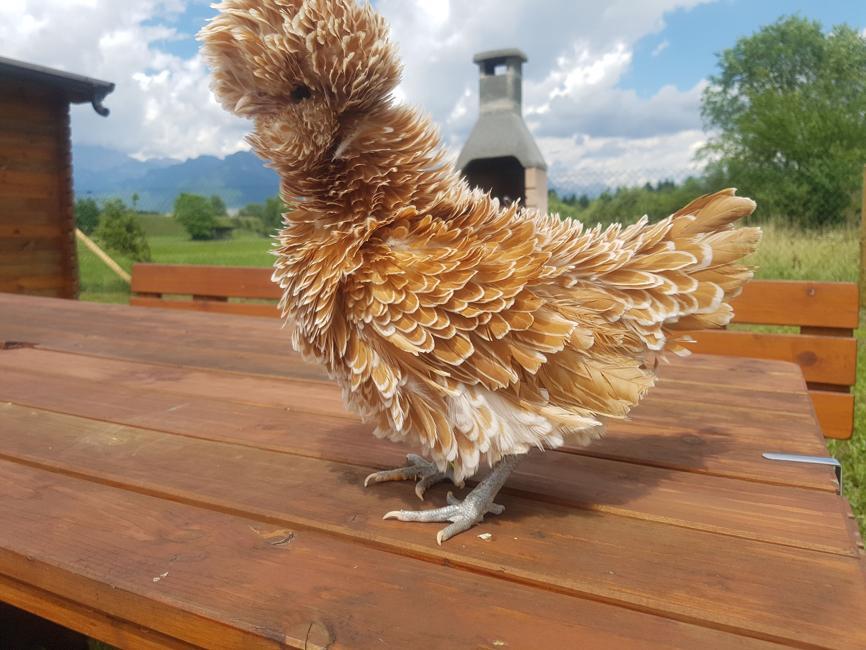 galline moroseta
