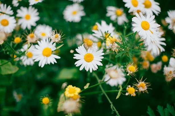 fiori perdono