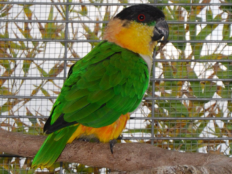 pappagallo caicco