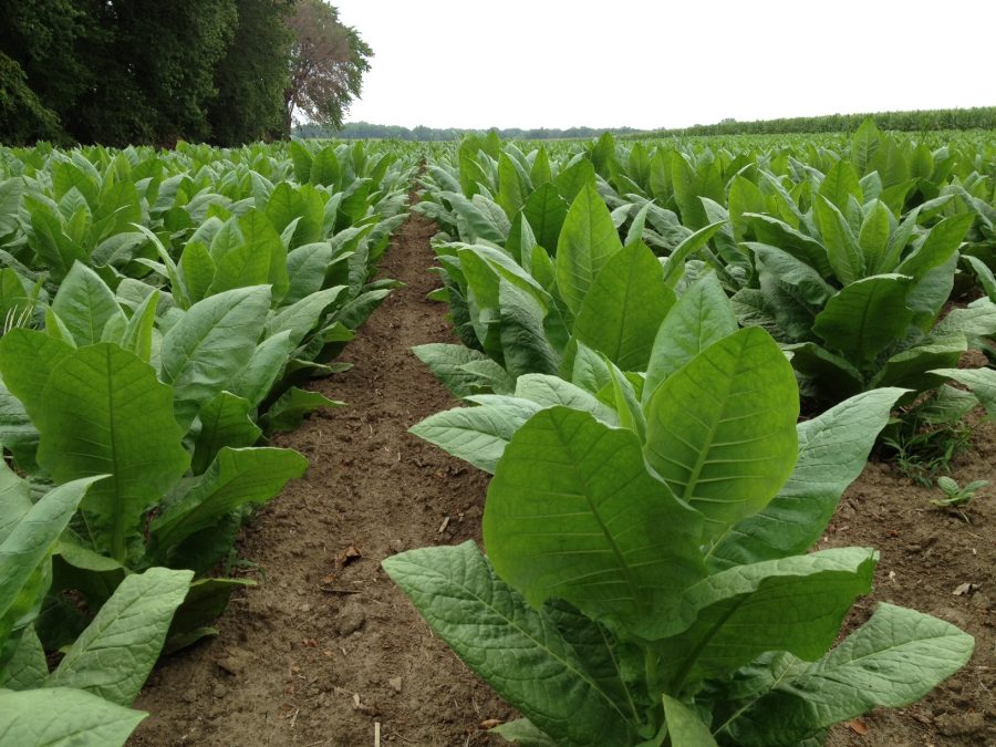 piantine di tabacco