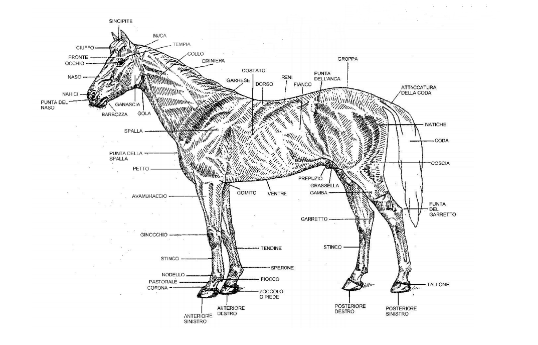scheletro cavallo