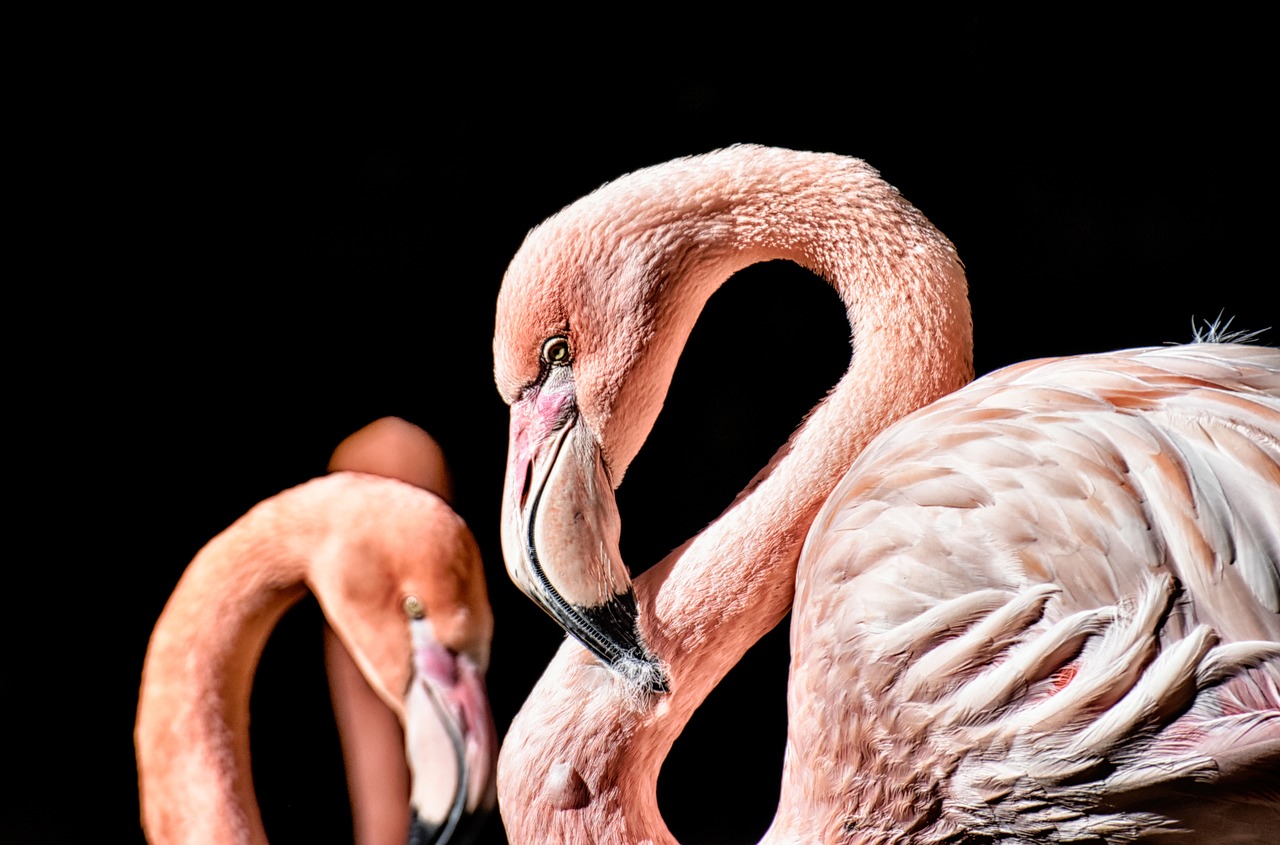 fenicottero rosa uno degli uccelli più belli del mondo