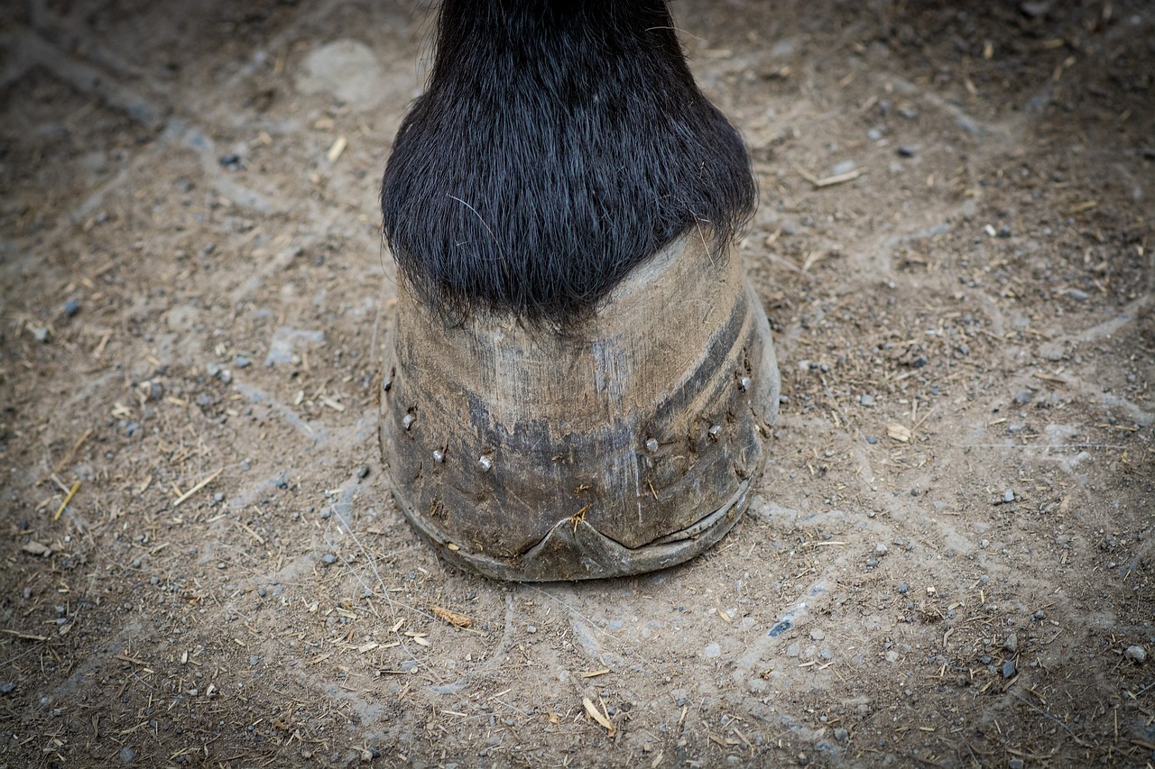 zoccolo cavallo marcio