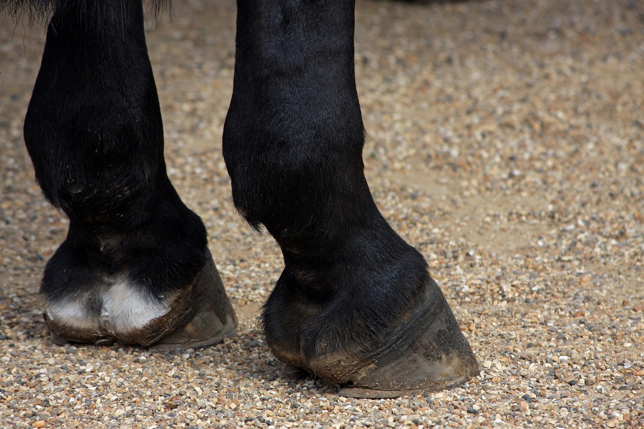 zoccolo cavallo