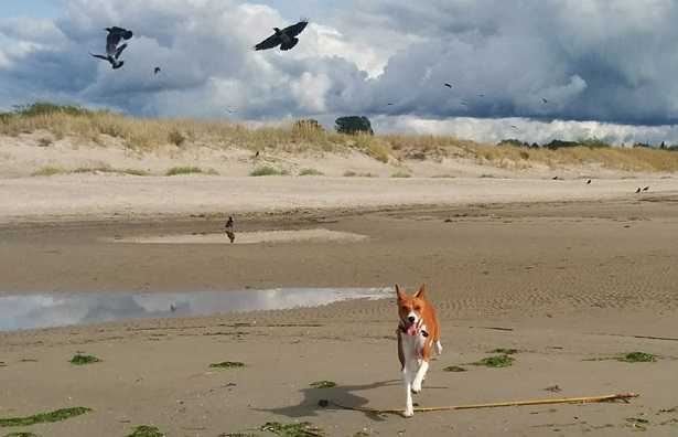 cani con coda arricciata