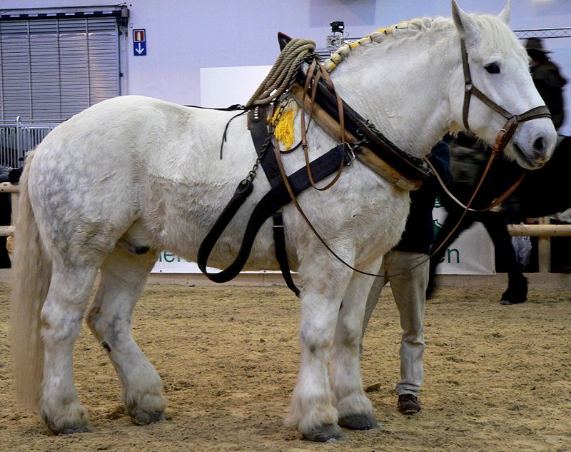 cavalli da tiro giganti