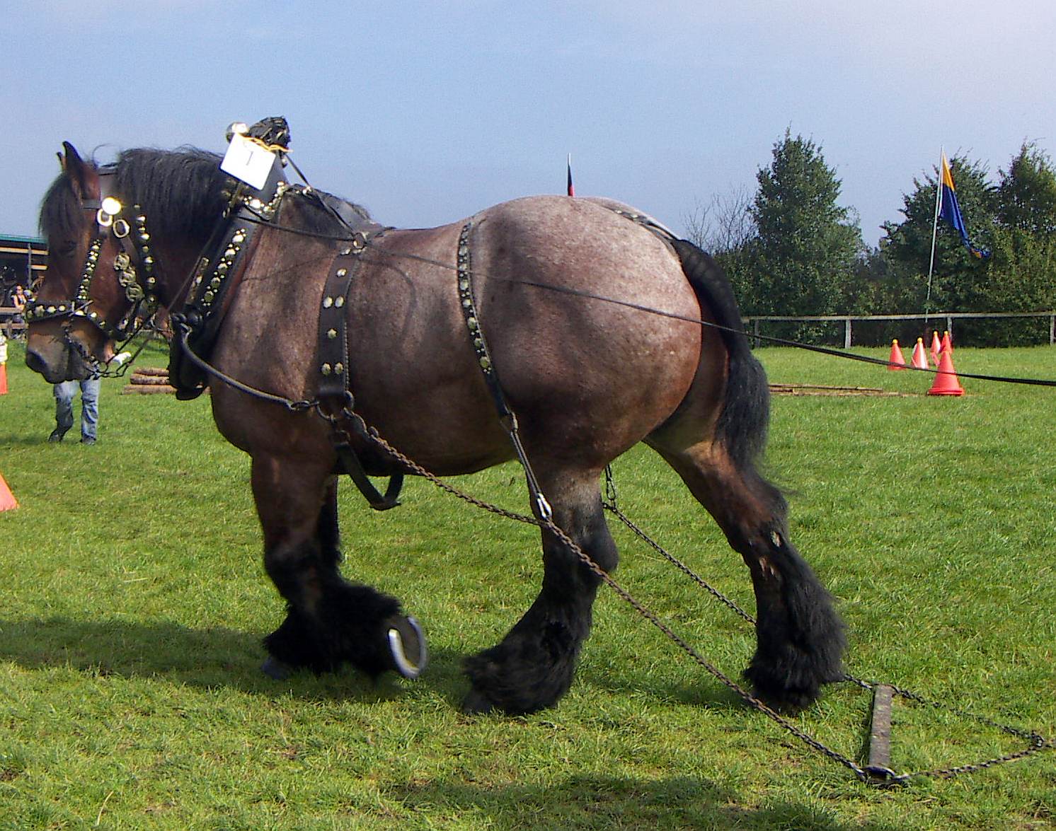 cavalli da tiro giganti