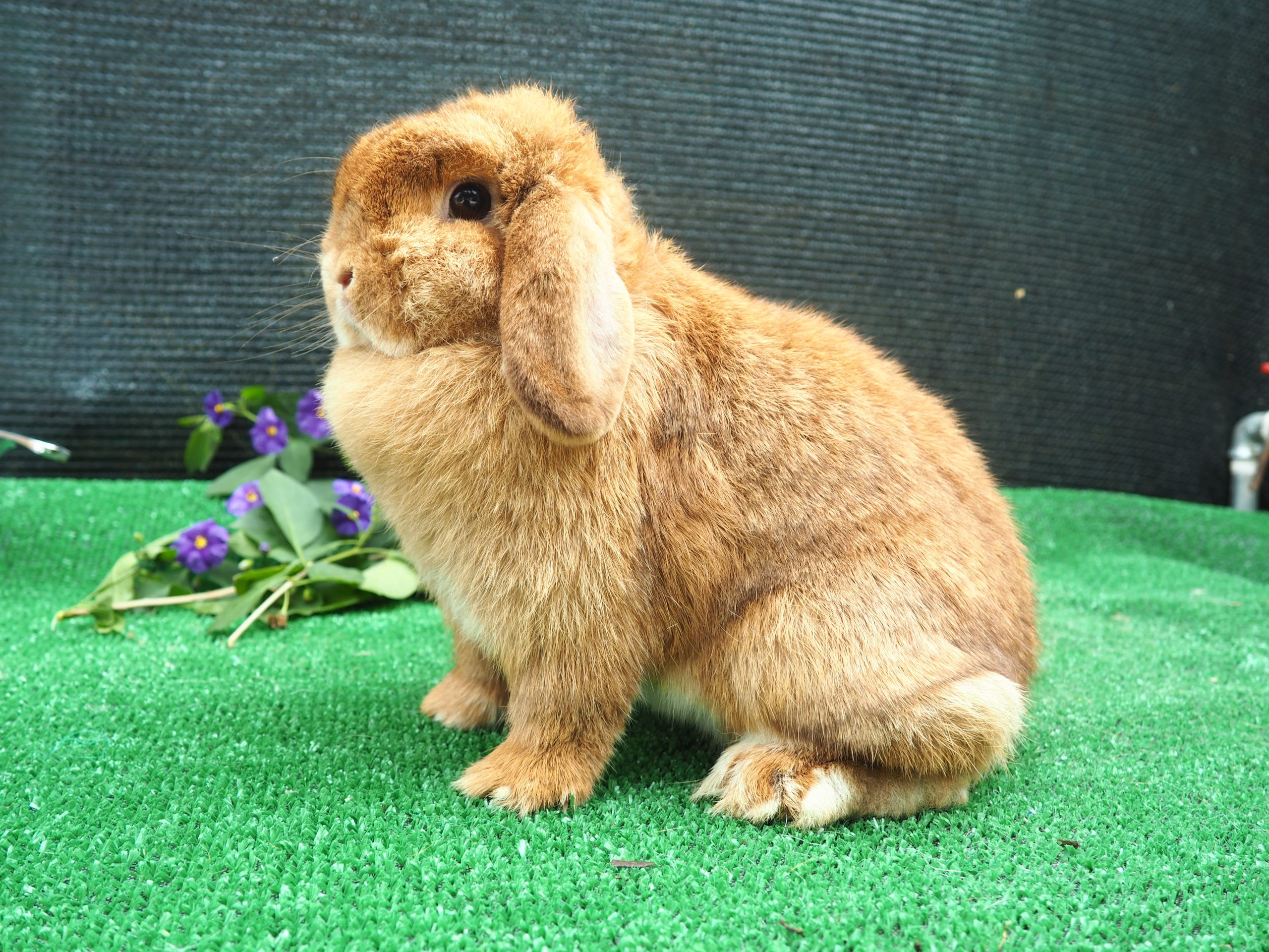 coniglio mini lop