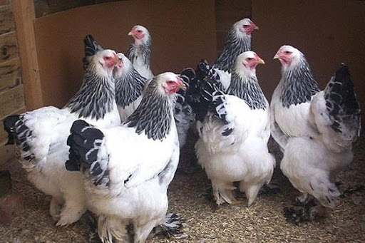 galline giganti