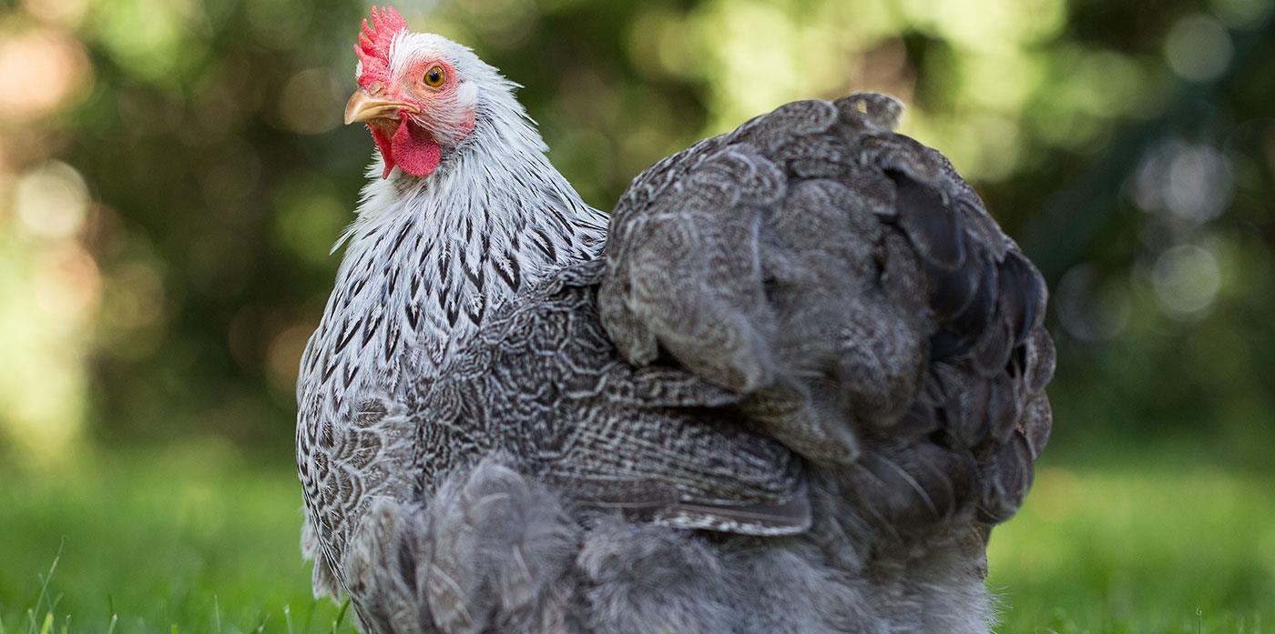 galline giganti