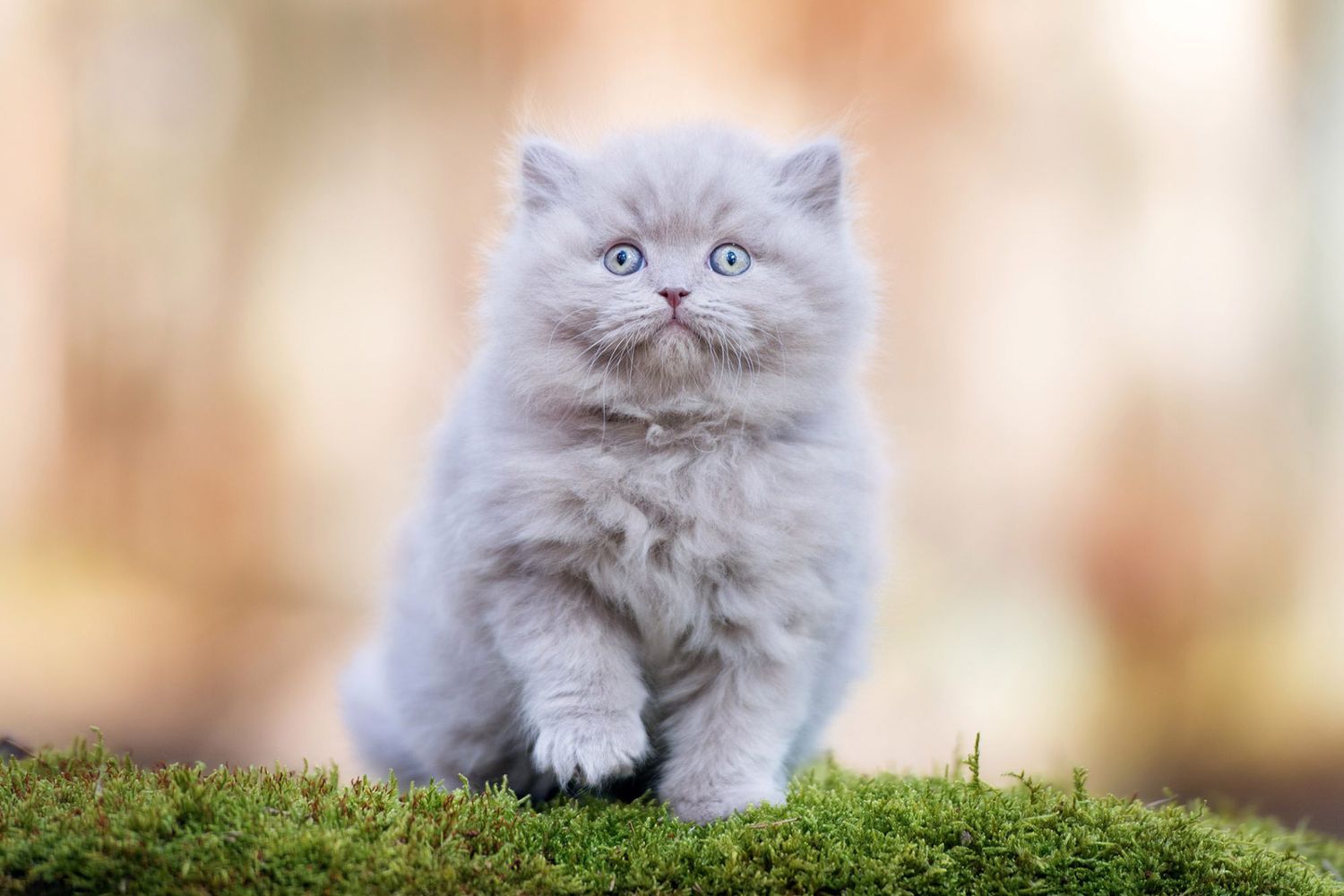 gatte in calore
