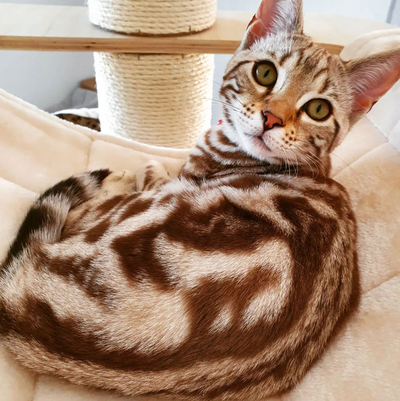gatte in calore