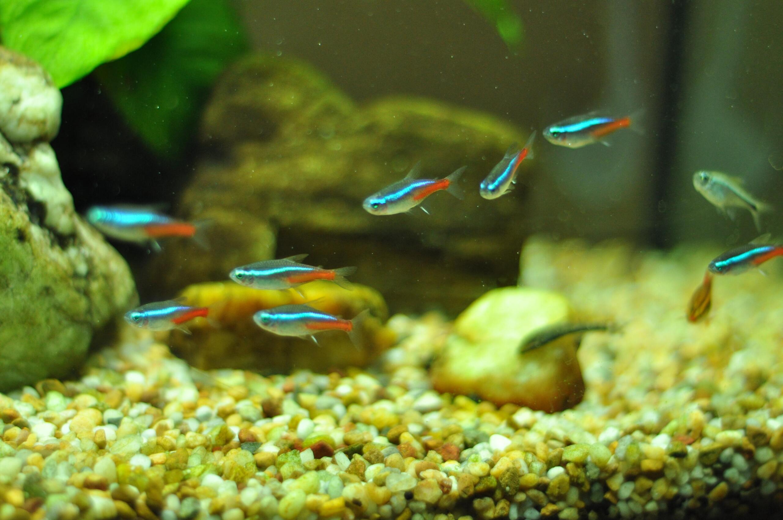 pesci da acquario piccolo