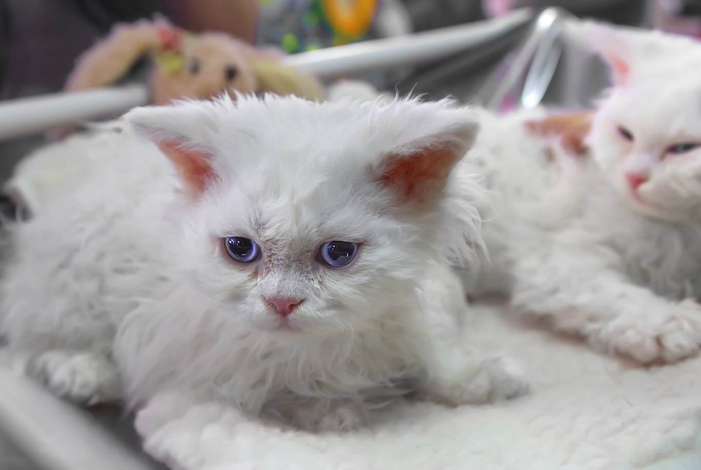 gatto pecora