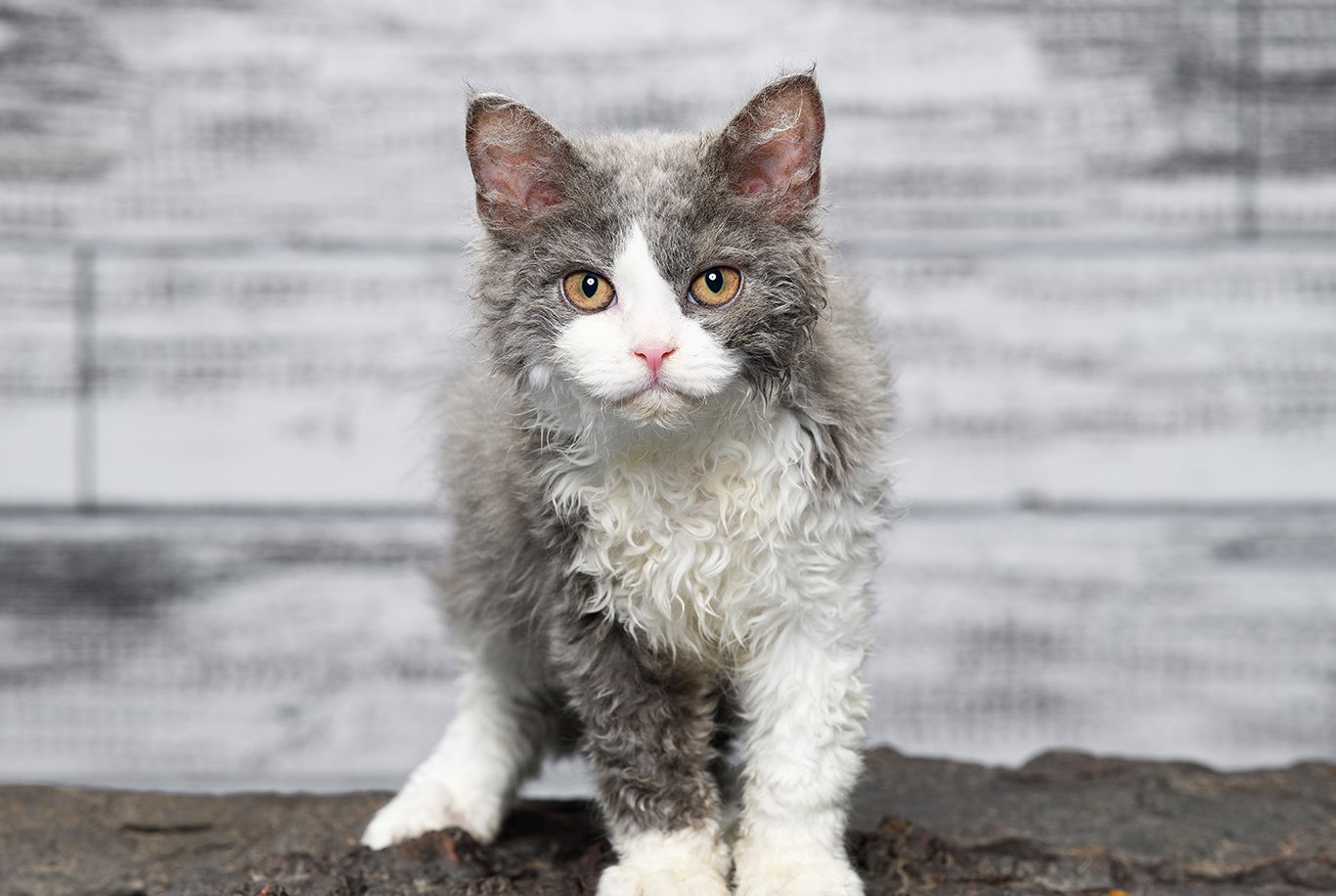 gatto pecora