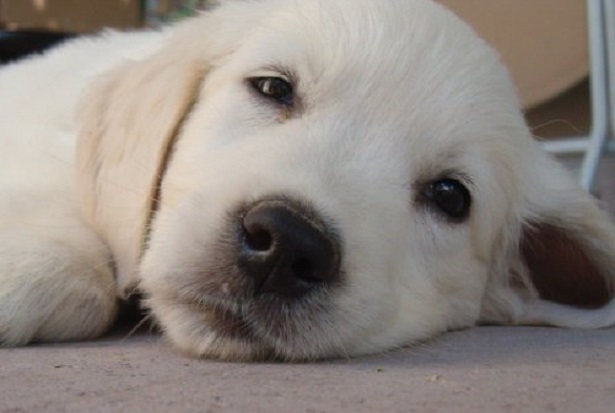 golden retriever dolcissimo