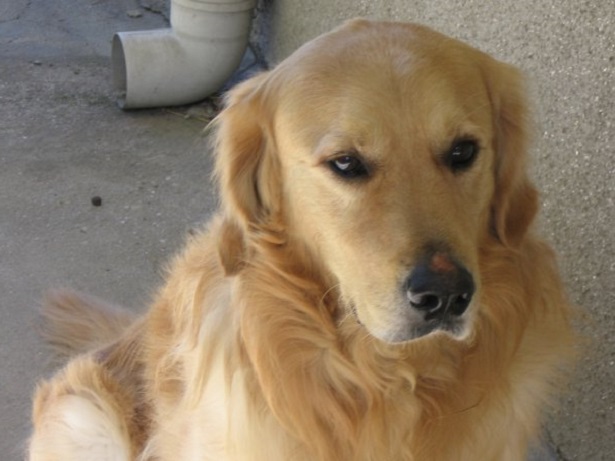 golden retriever allevamento