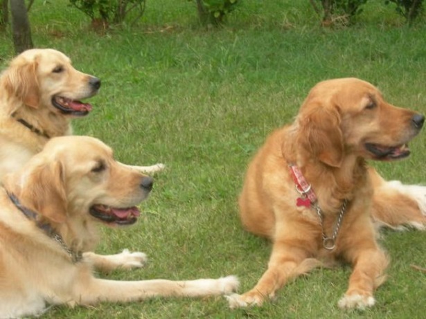 cani golden retriever