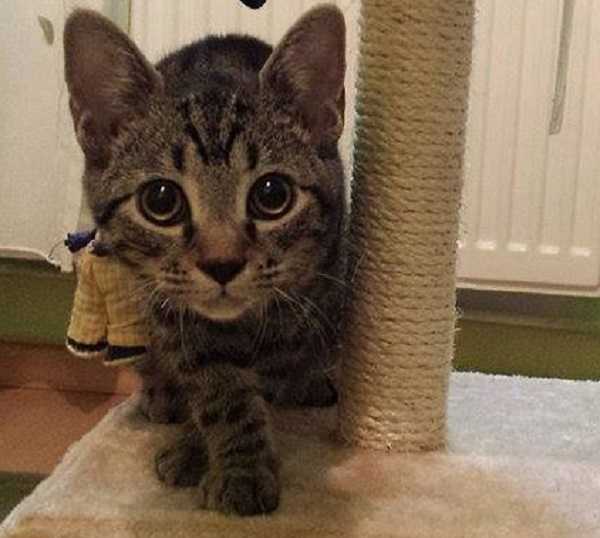 sterelizzazione gatto maschio2