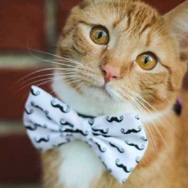 sterelizzazione gatto maschio3
