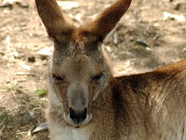 canguro animale erbivoro canguro animale erbivoro