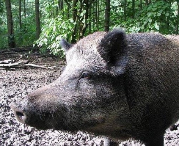animali erbivori animali erbivori