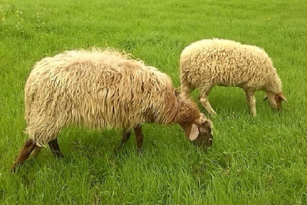 pecore animali erbivori pecore animali erbivori