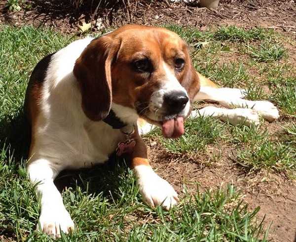 beagle nano1