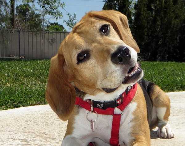 beagle nano3
