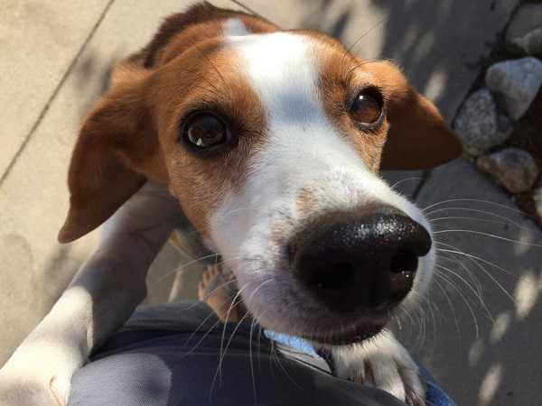 beagle nano4