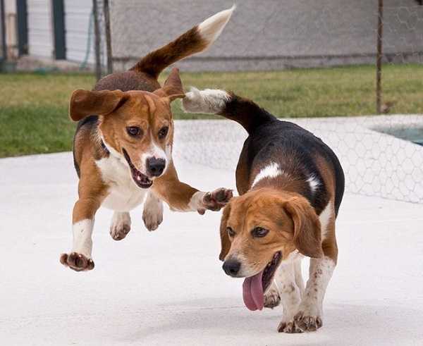 beagle nano5