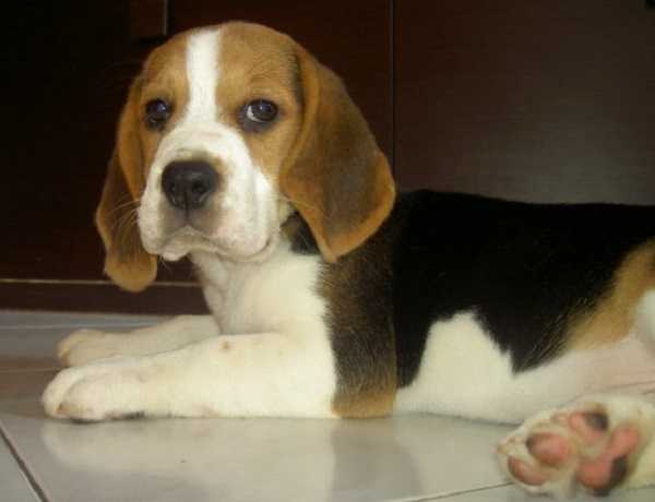 beagle nano6