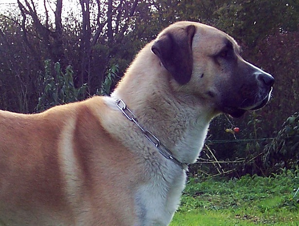 cane da pastore dell'anatolia cane da pastore dell'anatolia