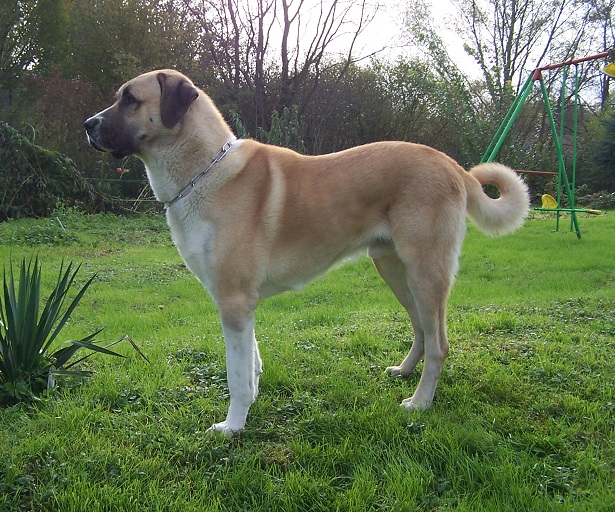 cane da pastore dell'anatolia cane da pastore dell'anatolia