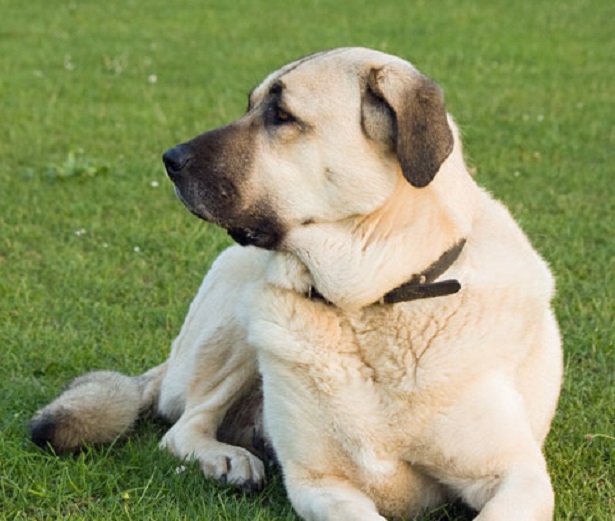 cane da pastore dell'anatolia cane da pastore dell'anatolia