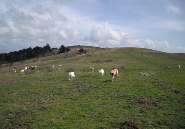 cane da pastore dell'anatolia cane da pastore dell'anatolia