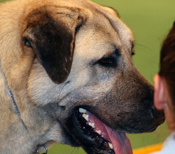 cane da pastore dell'anatolia cane da pastore dell'anatolia